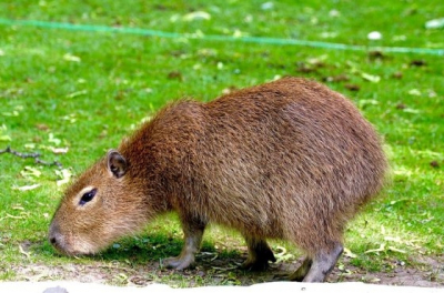 В национальном парке Вирунга в ДР Конго появились на свет близнецы горных горилл