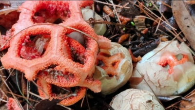 Силы ПВО сбили три беспилотника, направлявшихся на Москву